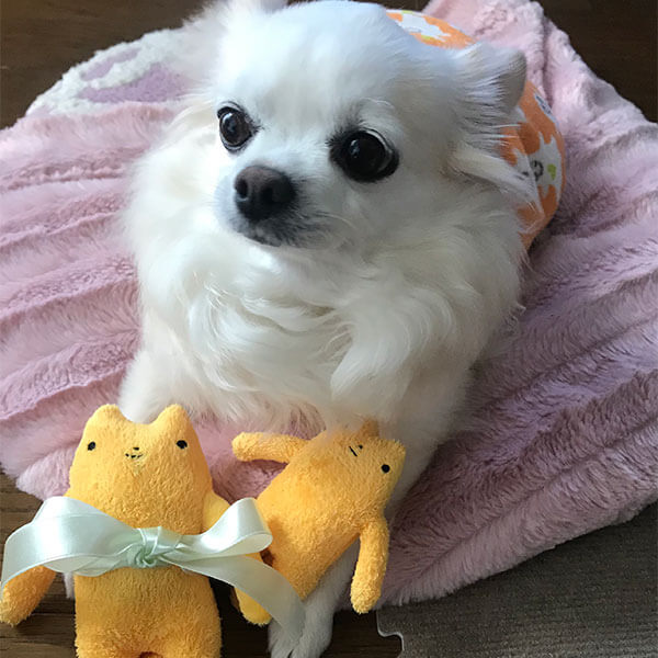 でかでかフモモ様