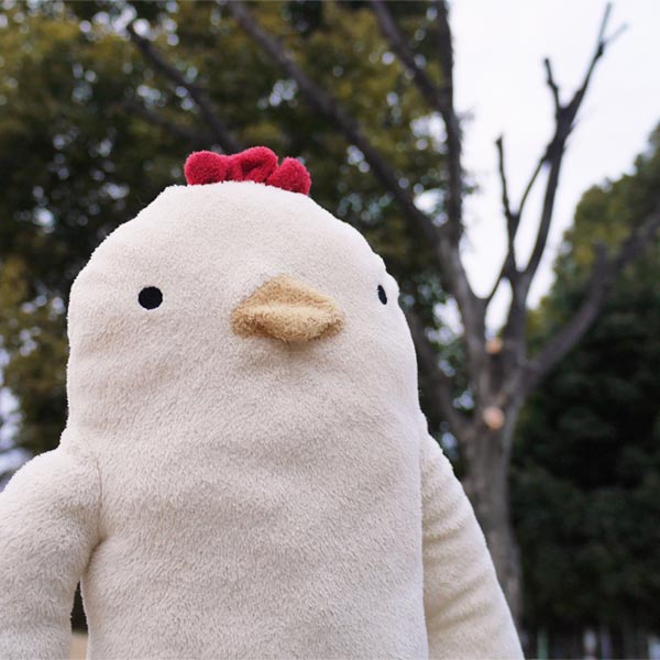 退院したモフさん